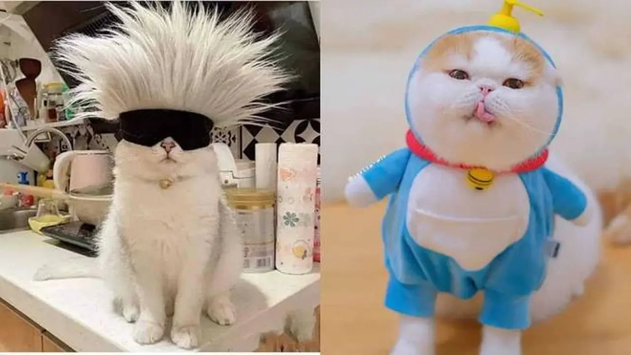 10 Potret Lucu Kucing Cosplay Karakter Anime Ini Bikin Gemas