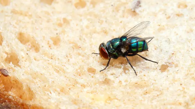 Makanan Dihinggapi Lalat, Masih Amankah Dimakan? (Protasov An/Shutterstock)