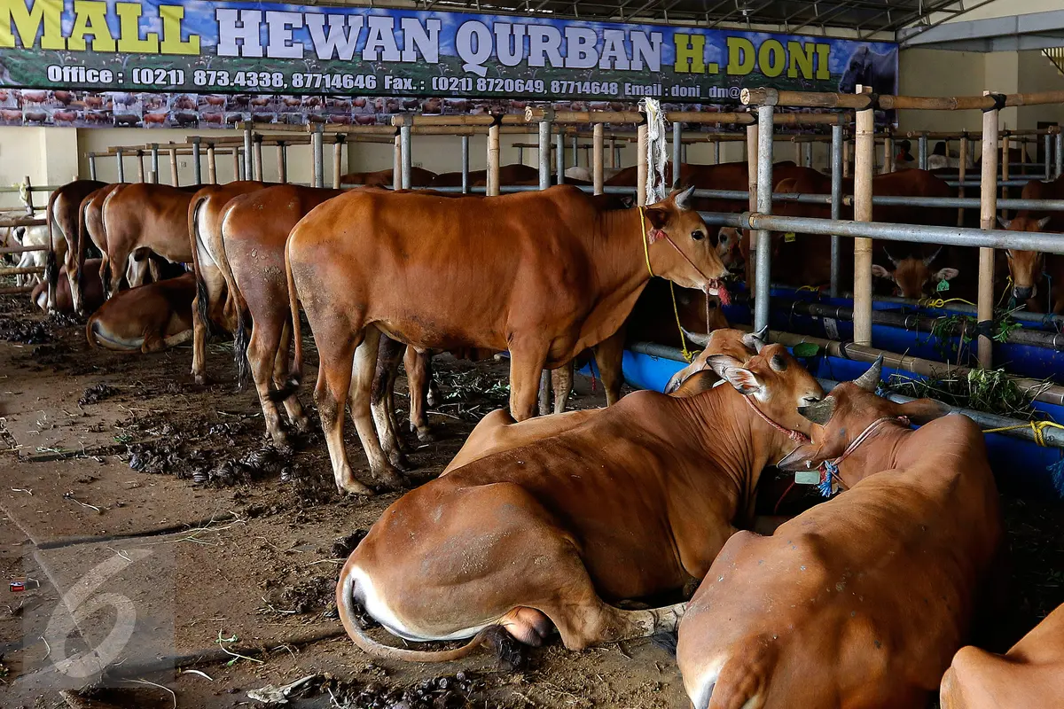 Sapi Potong