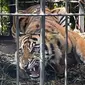 Harimau betina yang diberi Kanti Marama dievakuasi dari kebun kelapa sawit di Pasaman Barat. (Liputan6.com/ BKSDA Sumbar)