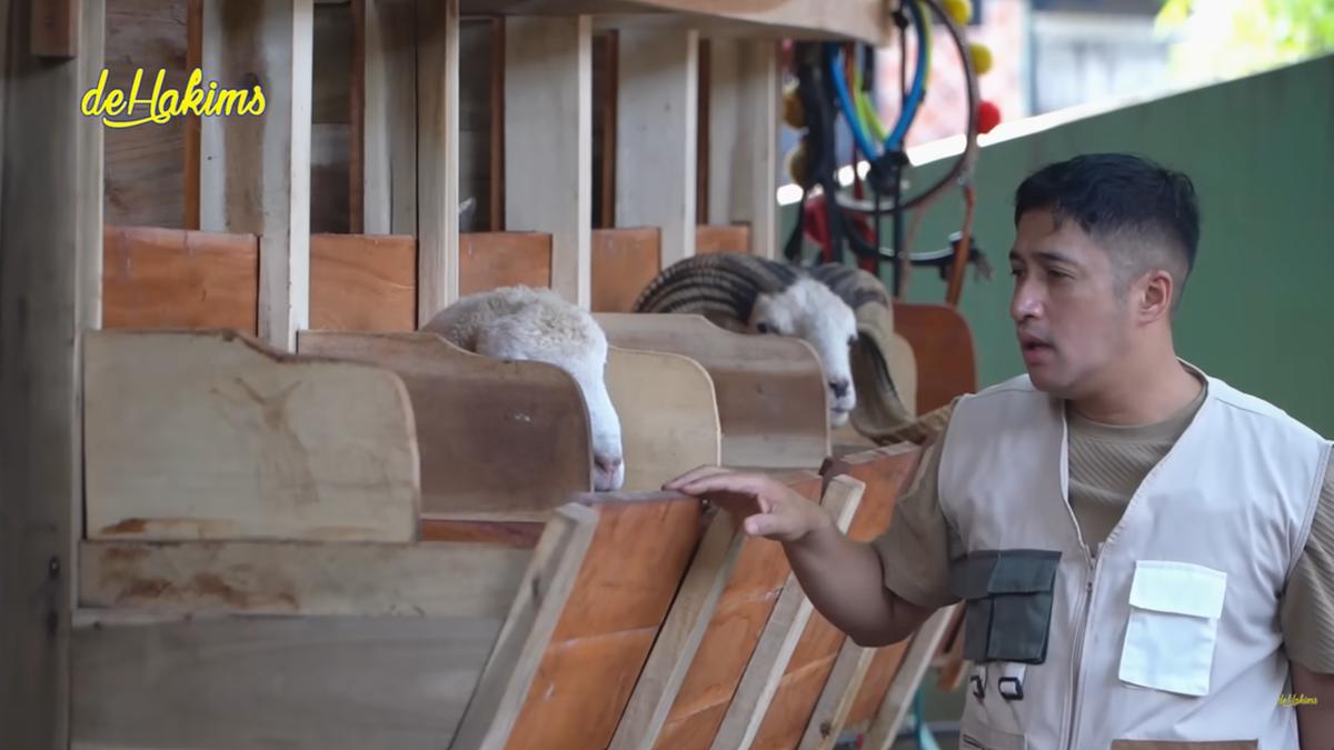 7 Trik Bikin Kandang Kambing Minimalis di Lahan Sempit, Solusi Efisien untuk Peternak Rumahan