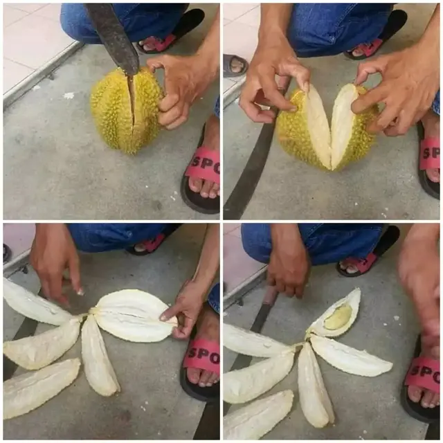 6 Potret Durian Enggak Ada Isinya Ini Apes Banget,