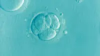 Ilustrasi embrio (Foto: Pixabay/Elena Kontogianni)