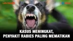 Journal Kasus Meningkat, Penyakit Rabies Paling Mematikan.(Liputan6.com/Triyasni)