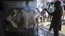 Seorang pria mencuci sapi untuk pelanggan di tempat cucian mobil di Karachi, Pakistan, Rabu (14/7/2021). Menjelang perayaan Idul Adha, tempat pencucian mobil berganti menjadi bisnis cuci hewan kurban, seperti sapi, domba dan kambing. (Rizwan TABASSUM / AFP)