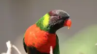 Akhirnya 40 Burung Perkici Dada Merah Kembali ke Indonesia dari Inggris