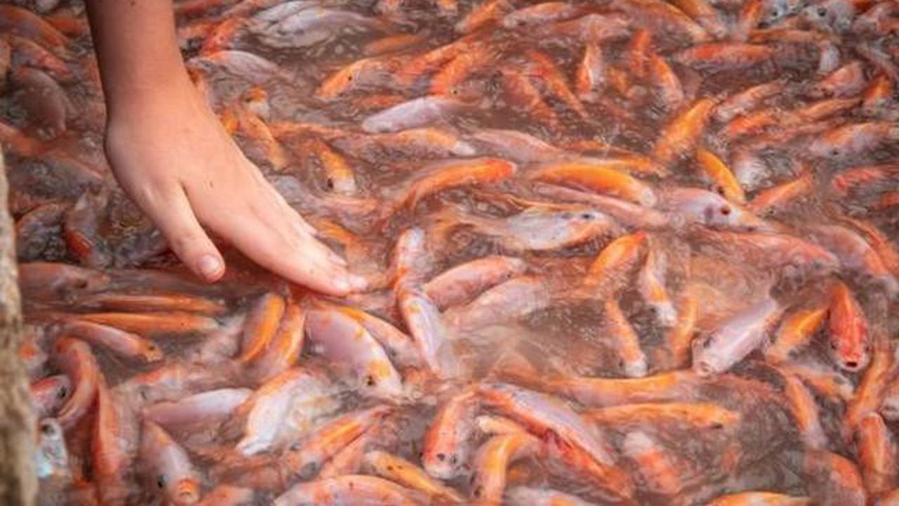 9 Tips Ternak Menguntungkan Tanpa Pengalaman di Desa, Modal 500 Ribu Bisa Raup 3 Juta
