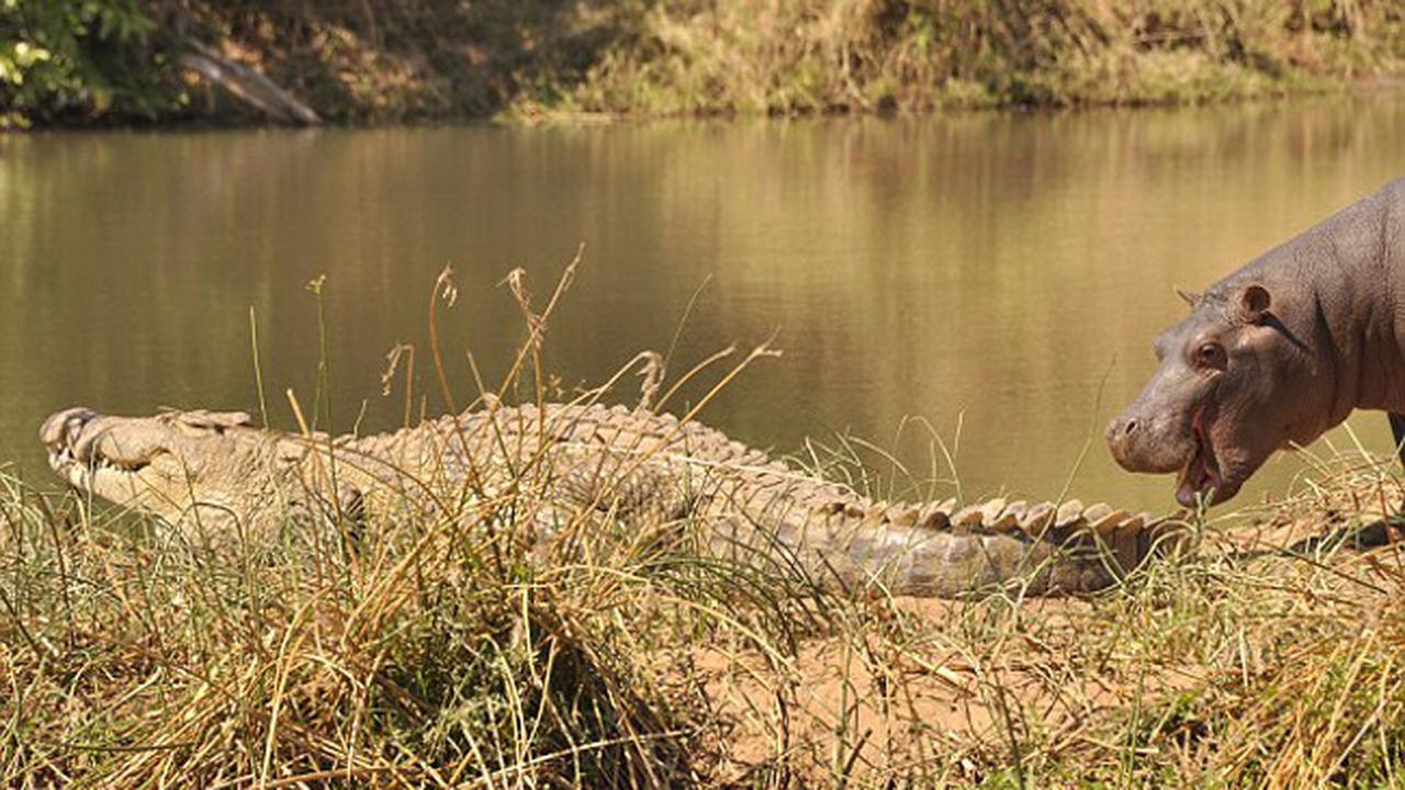 Potret Anak Kuda Nil Tidak Takut Ajak Main Buaya