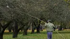 Seorang pria memetik buah apel dengan menggunakan alat seadanya di kebun apel di taman kota di Minsk, Belarusia (11/10/2019). Beberapa orang datang ke taman setiap hari untuk mengumpulkan apel secara gratis, dan ini sangat populer dengan orang-orang pensiunan. (AP Photo/Grits Sergei)