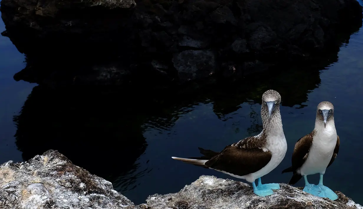 Sepasang burung pelagis berkaki biru terilhat di pulau Isabela di Taman Nasional Galapagos, Ekuador, 11 Oktober 2016. Ternyata bukan hanya kaki biru saja yang mengesankan, tapi burung ini juga pandai menari. (Reuters/Nacho Doce)
