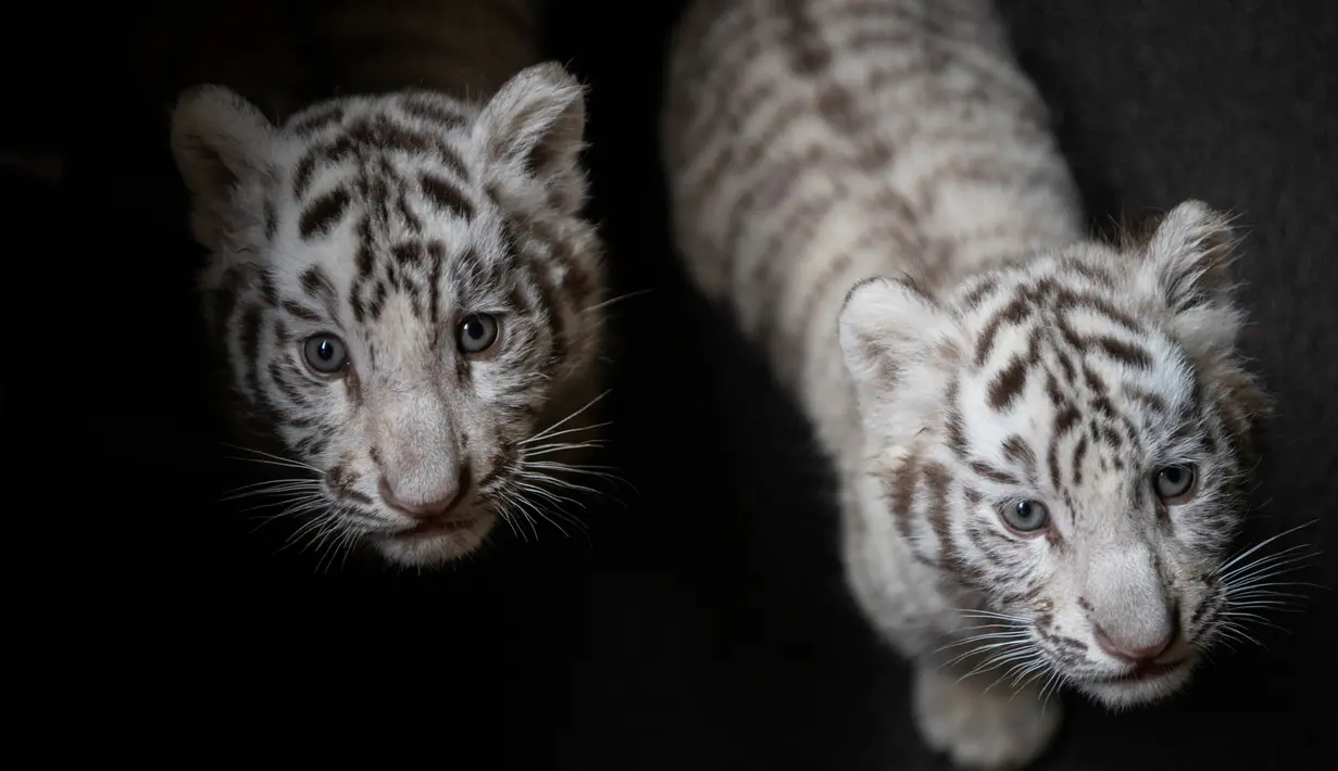 Dua bayi harimau benggala putih yang baru lahir di Yunnan Wildlife Zoo, China, 12 Oktober 2018.  Saat diperkenalkan ke publik, tiga anak harimau putih yang lahir 3 bulan lalu itu melakukan tingkah laku yang menggemaskan. (FRED DUFOUR / AFP)