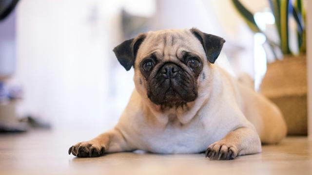 Pug
