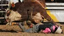 Seekor banteng aborigin terjatuh usai melempar seorang koboi selama kompetisi yang berlangsung di Festival Deni Ute Muster di Deniliquin, New South Wales, (1/10). (REUTERS/Jason Reed)