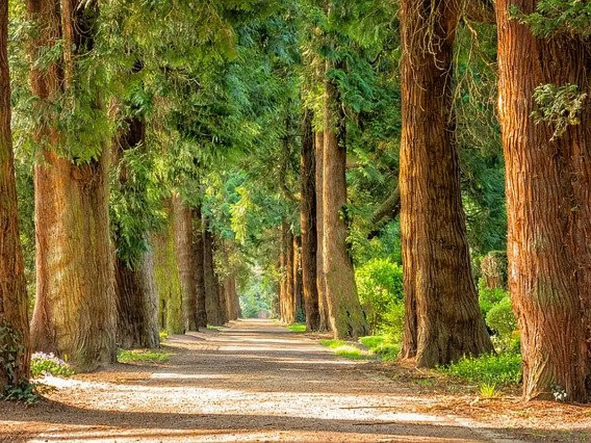 Makna Mimpi Melihat Pohon Besar: Tafsir Dan Penjelasannya