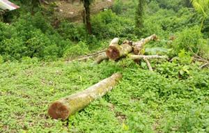 Pembalakan pohon di hutan Blok Cangkuang Gunung Salak, Kecamatan Cidahu, Kabupaten Sukabumi. (Dok. Istimewa)