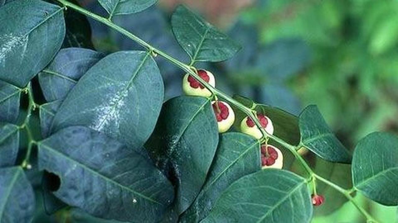 Kenapa makan daun katuk bisa meningkatkan produksi ASI?