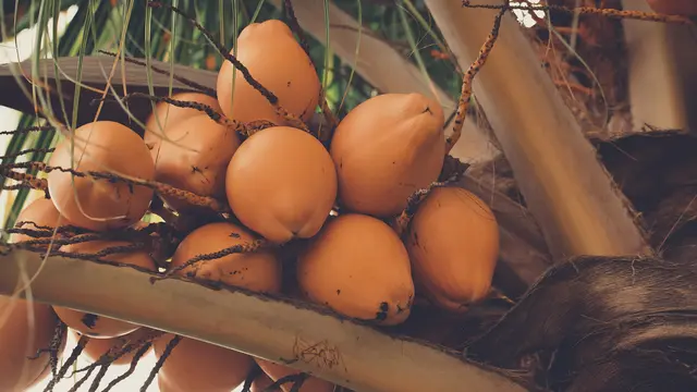 Ilustrasi Buah Kelapa (Foto: Craig Adderley/Pexels.com)