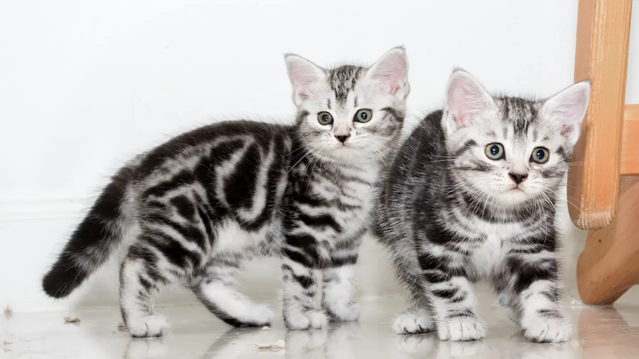 Kucing-Kucing Imut dan Bikin Gemes, Cocok Banget Jadi Peliharaan ...