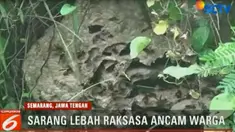 Jutaan lebah penyengat yang muncul dari kedua sarang raksasa tersebut dikhawatirkan menyerang warga.