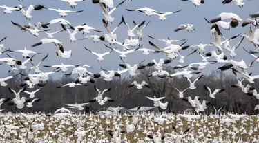 Angsa salju yang sedang bermigrasi terbang di atas sebuah ladang di Centreville, Maryland, pada 30 Januari 2024. (Jim WATSON/AFP)