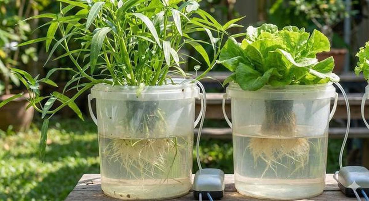 Bagaimana Cara Menanam Sayuran Hanya dengan Air? Ini Panduan Lengkapnya