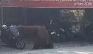 Orang Utan Solo Safari Kabur Masuk Warung Ayam Goreng, Pengelola Buka Suara
