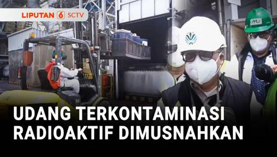 KLH Musnahkan Udang yang Terkontaminasi Radioaktif Jenis Cesium 137