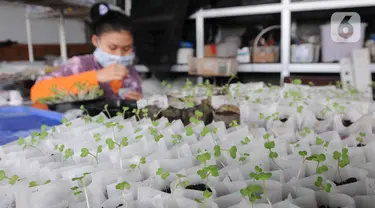 Aktivitas Maisa yang penyandang autisme dalam kebun hidroponik di kawasan Ciganjur, Jakarta, Rabu (9/2/2022). Berkat dukungan kedua orang tuanya, Kebun Maisya Petani yang dikelolanya selama lebih dari dua tahun mampu mencukupi kebutuhan sehari-hari dan pegawainya. (merdeka.com/Arie Basuki)