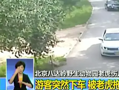 Seekor harimau mendekati seorang turis wanita yang keluar dari mobilnya di taman safari Beijing, Tiongkok, 23 Juli 2016. Dalam rekaman video, salah seorang wanita keluar dari mobil sebelum akhirnya diterkam serta diseret harimau. (CCTV/via Reuters TV)