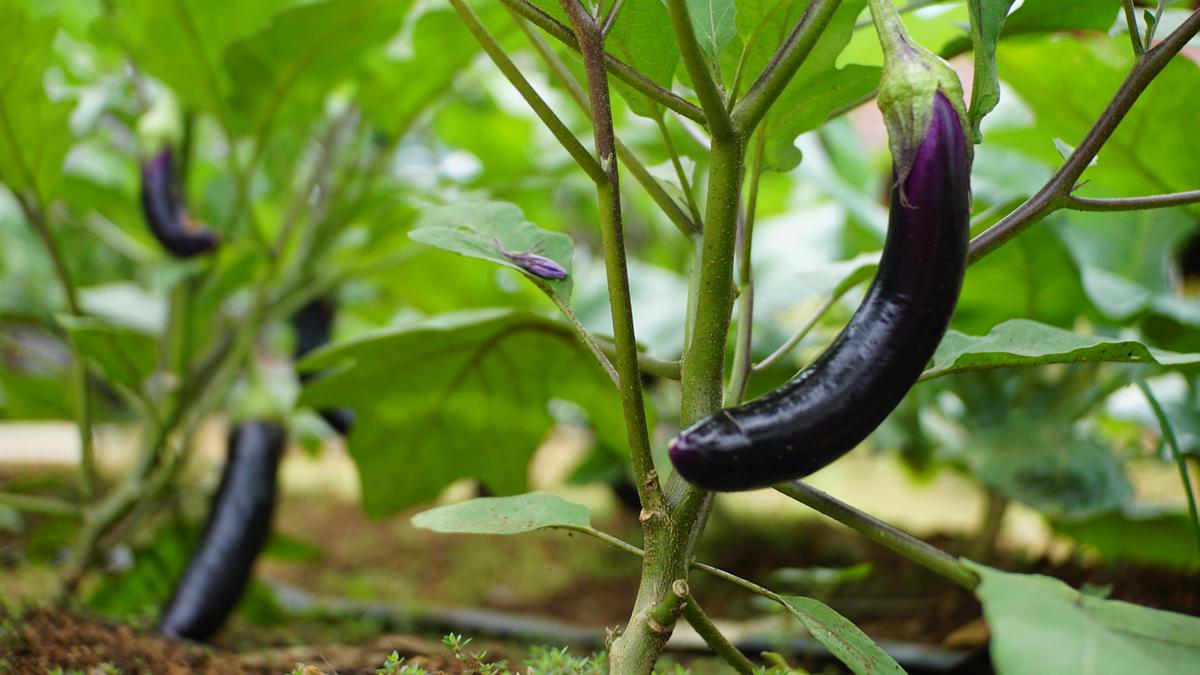 7 Cara Menanam Terong agar Tidak Rontok Bunganya, Hasil Panen Melimpah