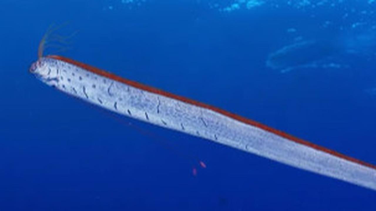 Fakta Menarik Oarfish si Ikan 'Kiamat' Penghuni Laut Dalam