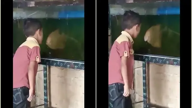 Cekcok dengan Ikan
