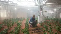 Tanah di Mars memiliki kandungan nutrisi yang tepat bagi tanaman agar bisa tumbuh di planet tersebut 