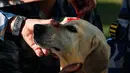 Personel kepolisian Nepal memberikan bubuk merah atau tika di dahi anjing polisi selama perayaan festival Tihar di Kathmandu, Selasa (6/11). Festival Tihar merupakan festival cahaya yang dirayakan setiap tahun oleh penduduk Nepal. (AP/Niranjan Shrestha)