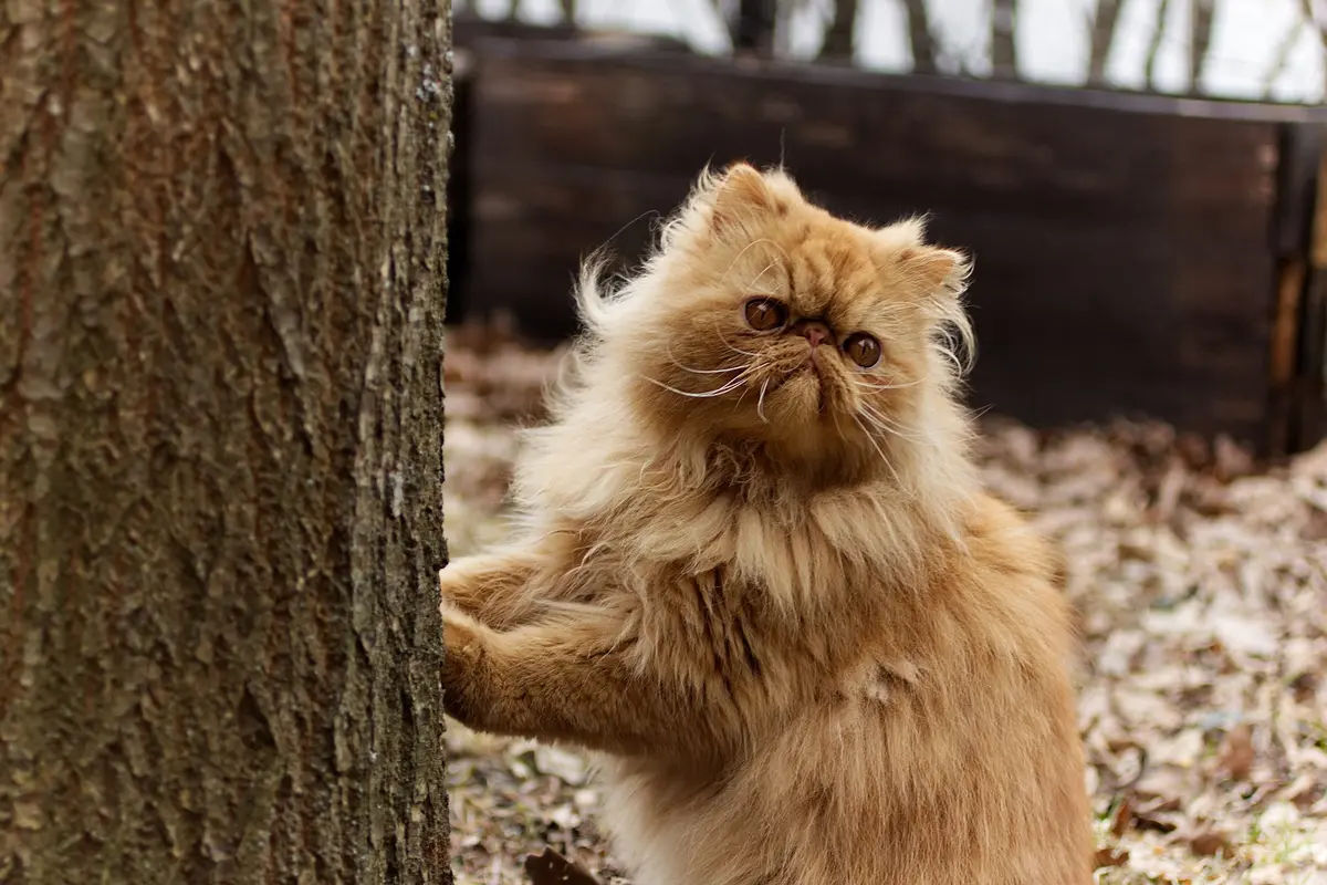 Gambar kucing Persia