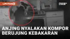 Nyalakan Kompor, Anjing di Colorado Picu Kebakaran