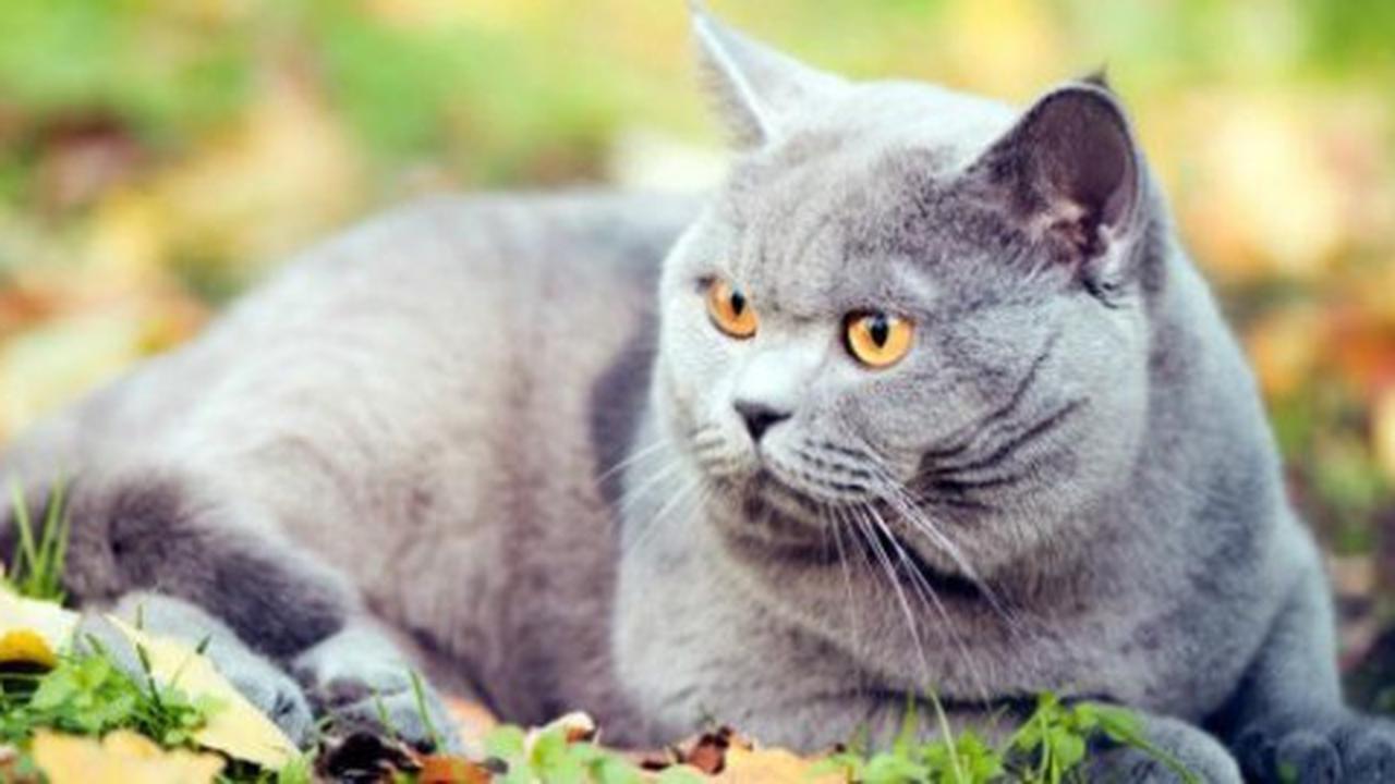 British Shorthair