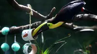 Setelah Berbulan-bulan Hilang, Burung Toucan Ditemukan Selamat di Las Vegas