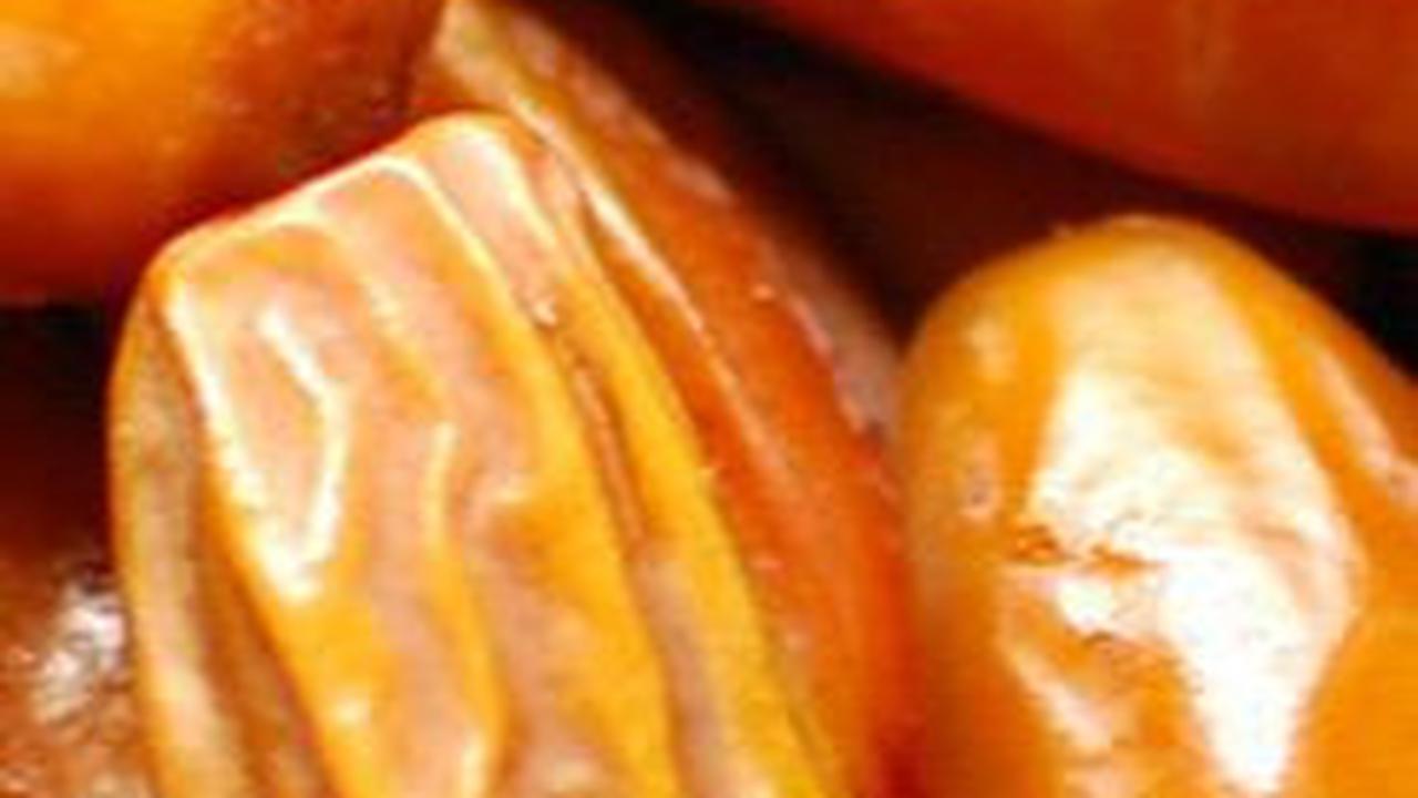 Ternyata Banyak Kurma Berasal dari Israel, ini Daftar Merknya