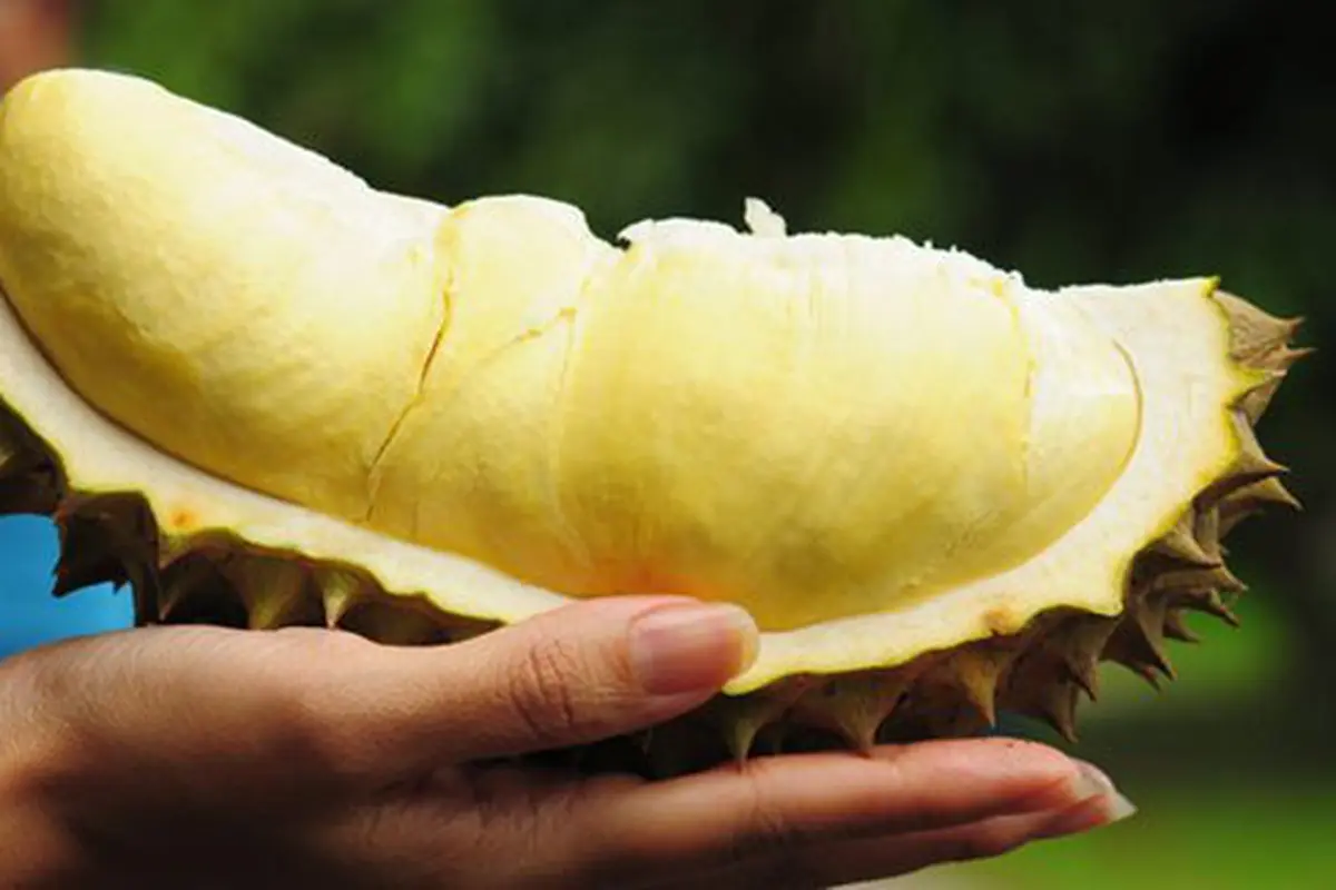 Ilustrasi durian./Copyright shutterstock.com