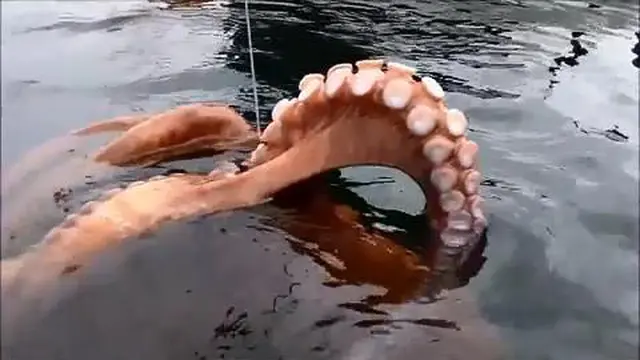 Niat Memancing Ikan Malah Dapat Gurita Besar
