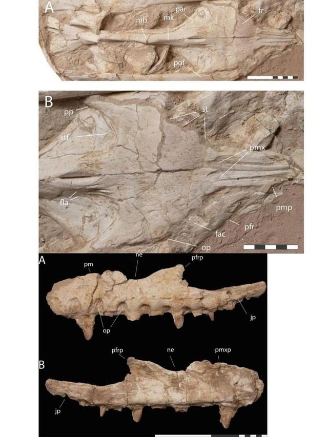 ilustrasi fosil mosasaurus
