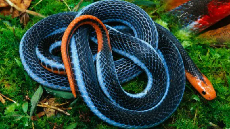 Blue coral snake atau ular cabai besar