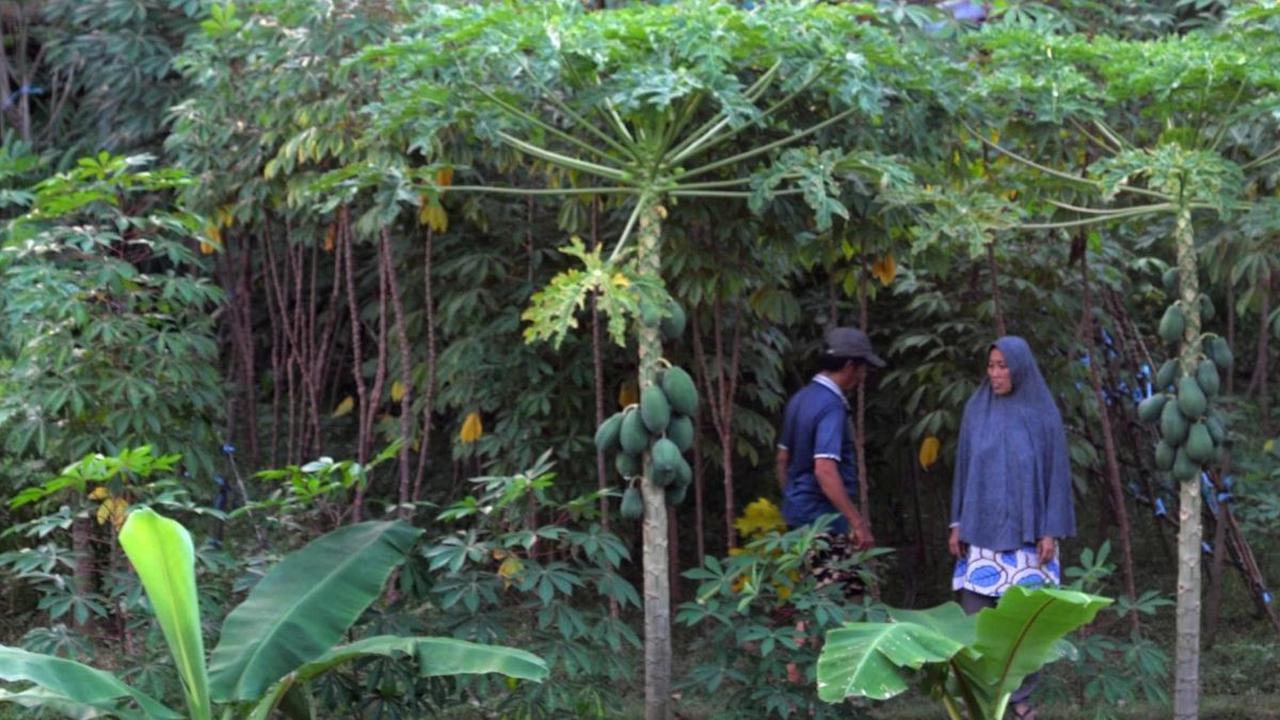 Warga menguret rumput di ladang Garapan pinggir kali Kanal Banjir Timur, Pondok Kopi, Jakarta Timur, Senin (29/4/2024). Sebagian lahan tanah di kawasan Kanal Banjir Timur dimanfaatkan warga untuk berladang. Foto: merdeka.com / Imam Buhori<br>