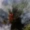 8 Wilayah di Lampung Rawan Kebakaran Hutan