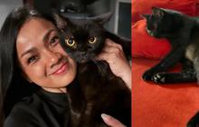 Foto-Foto Kucing Peliharaan Nirina Zubir, Menggemaskan Banyak yang Diselamatkan dari Jalanan