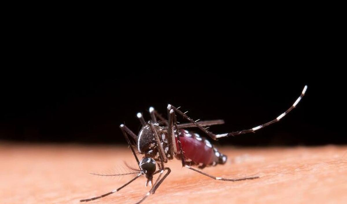 Chikungunya adalah infeksi virus yang ditandai dengan demam dan nyeri sendi secara mendadak.&nbsp;