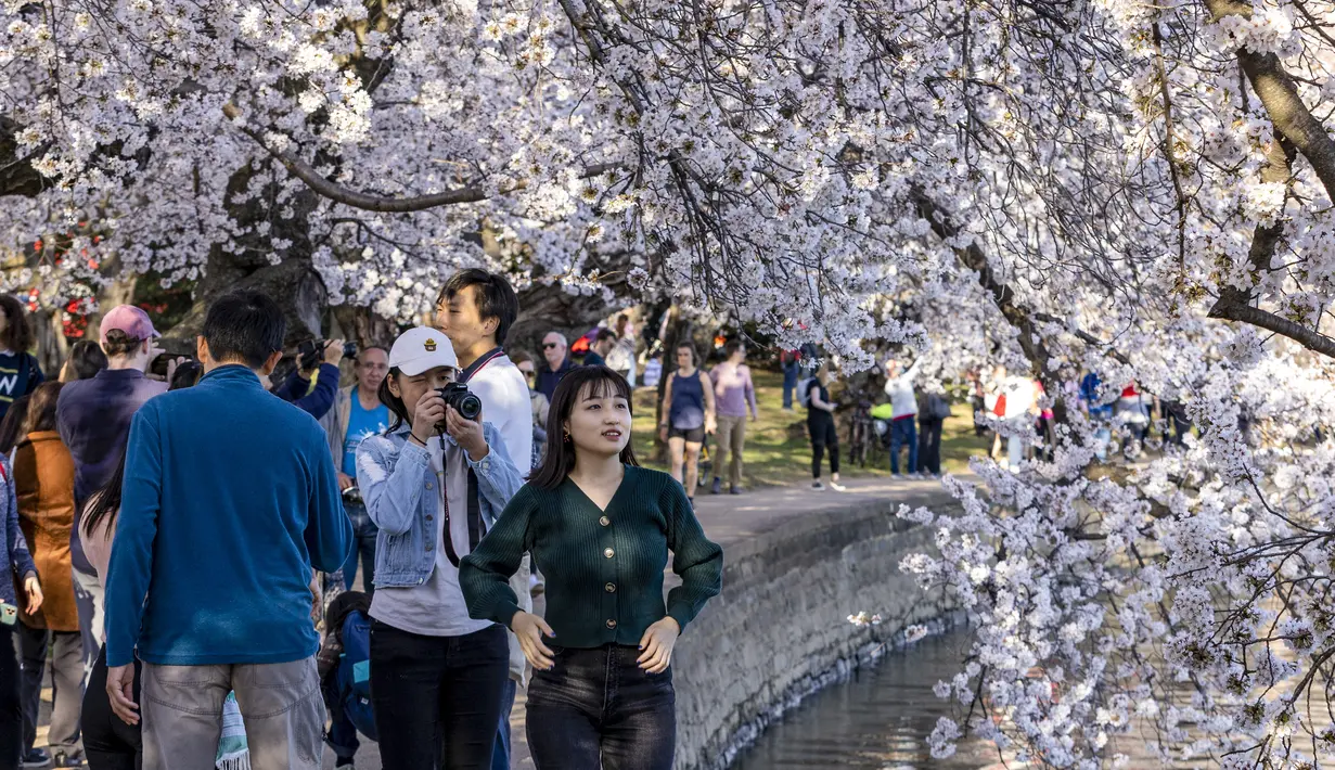 Pengunjung berkumpul untuk melihat bunga sakura di sepanjang Tidal Basin, Washington D.C, 21 Maret 2022. National Park Service mengumumkan hari ini melalui Twitter bahwa bunga sakura Washington telah mencapai puncak mekarnya. (TASOS KATOPODIS/Getty Images via AFP)