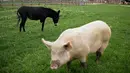 Seekor babi buta dan keledai berkaki tiga mencari rumput di Freedom Farm, Moshav Olesh, Israel, 7 Maret 2019. Freedom Farm merawat babi buta hingga sapi dengan kaki palsu. (REUTERS/Nir Elias)