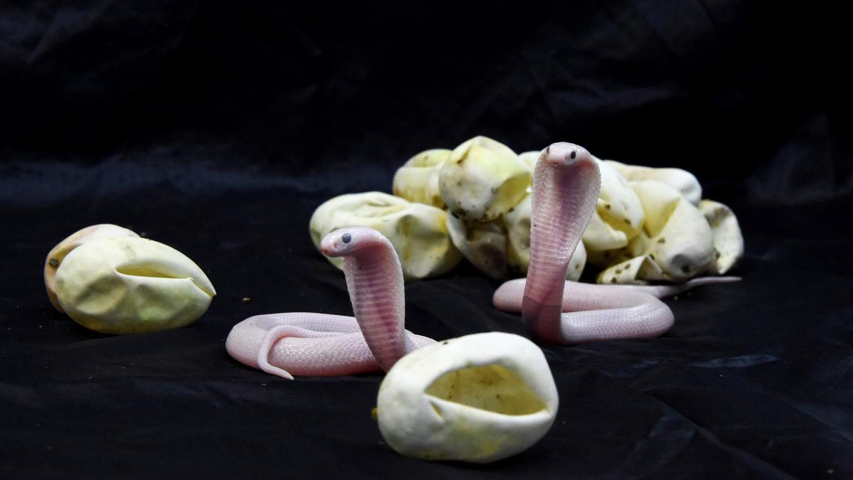 Perbedaan Anak Ular Kobra dan Ular Weling yang Sering Muncul di Kebun, Waspada saat Musim Hujan